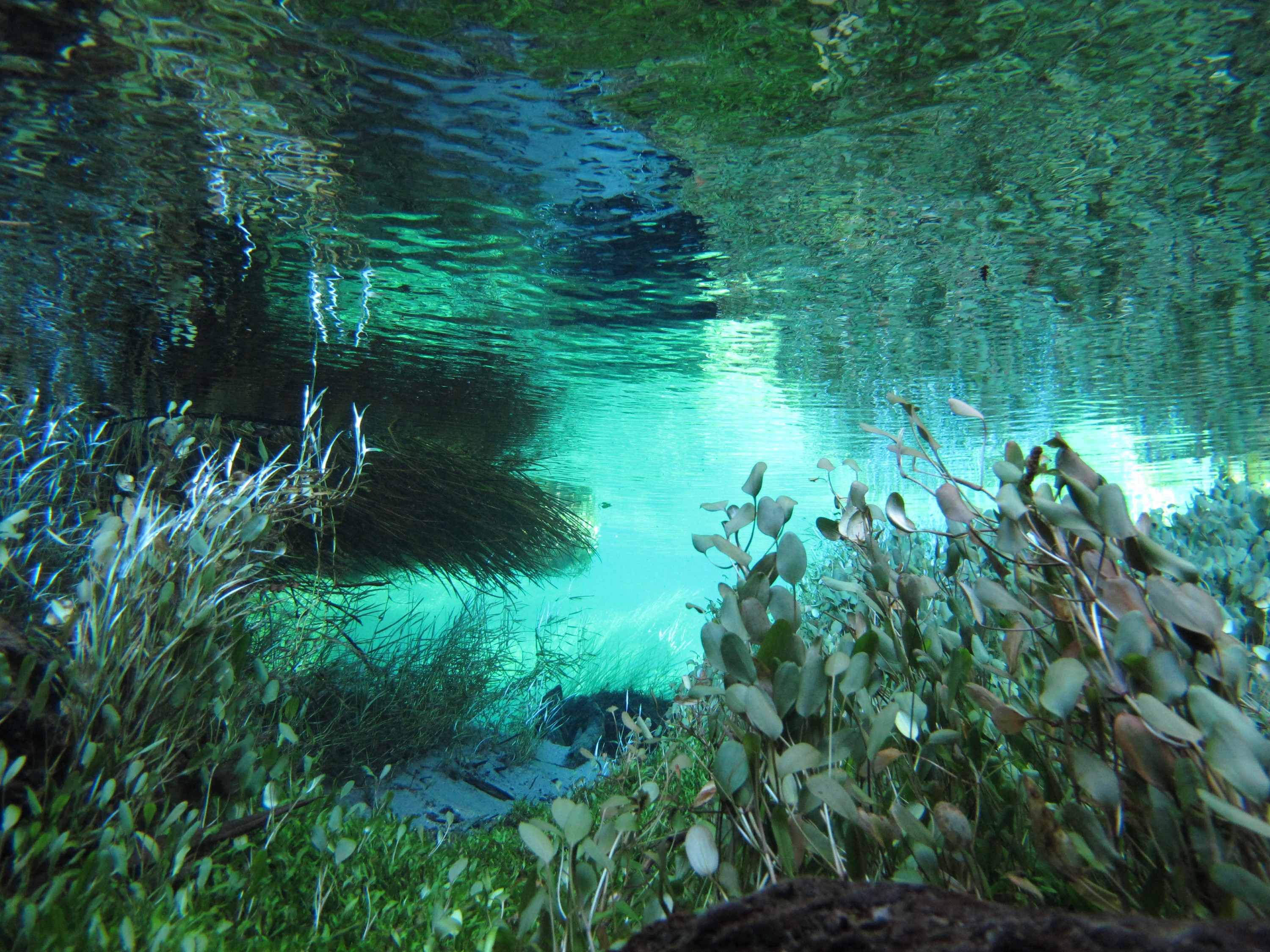 IMG_2441 – freshwater, new zealand, nz, spring, clear, flora, plants, blue water, blue spring, putaruru, te waihou, tirau, waikato